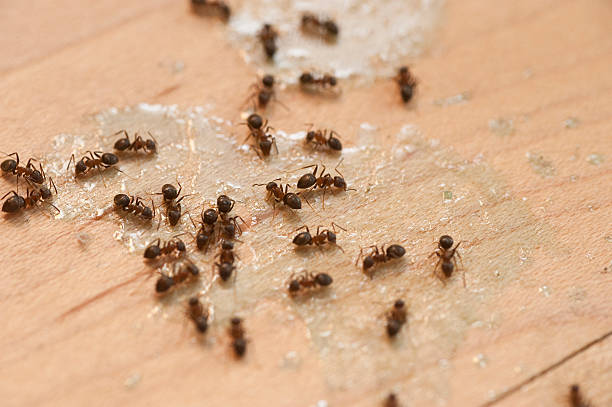 Best Ant Control Services  in Bessemer, AL