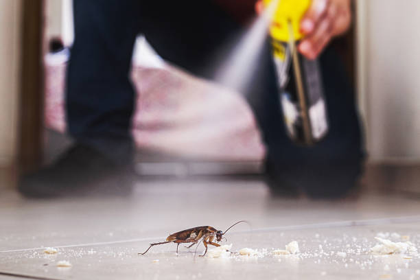 Best Spider Control Near Me  in Bessemer, AL